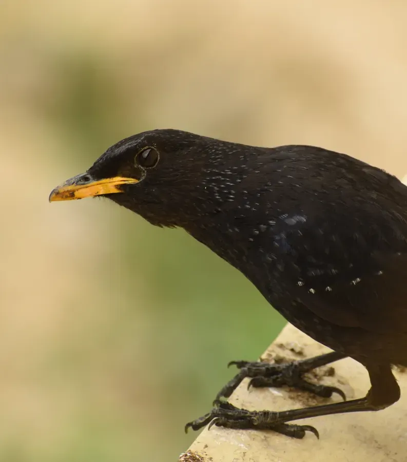 File:Blue whistling thrush (Myophonus caeruleus) D35 3891 01.jpg