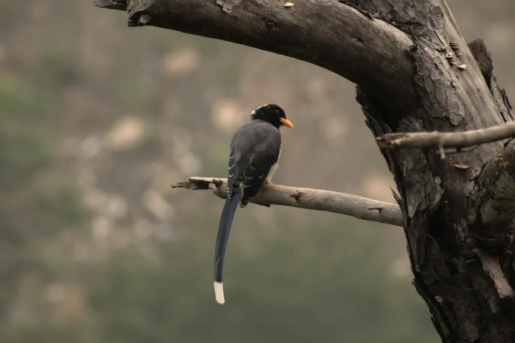 File:Gold-billed magpie (Urocissa flavirostris) D35 7690 01.jpg