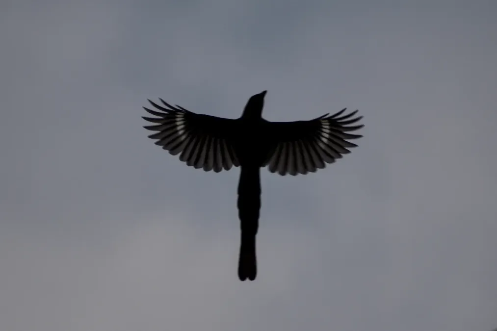 File:Gold-billed magpie (Urocissa flavirostris) D35 7702 01.jpg