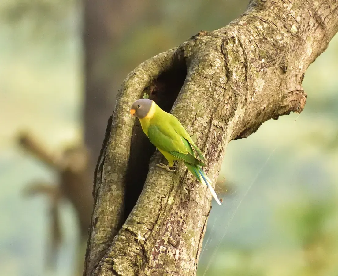File:Grey-headed parakeet (Psittacula finschii) D35 7818 01.jpg