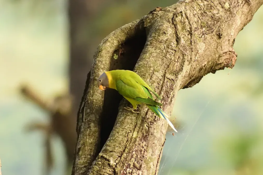 File:Grey-headed parakeet (Psittacula finschii) D35 7819 01.jpg