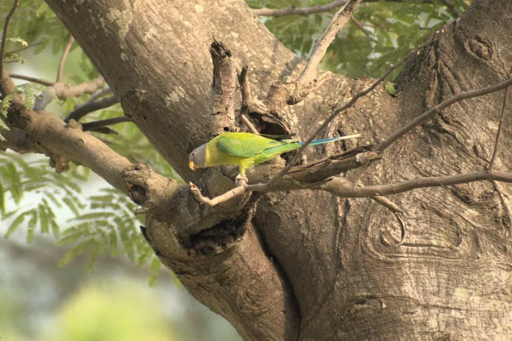 File:Grey-headed parakeet (Psittacula finschii) D35 7820 01.jpg