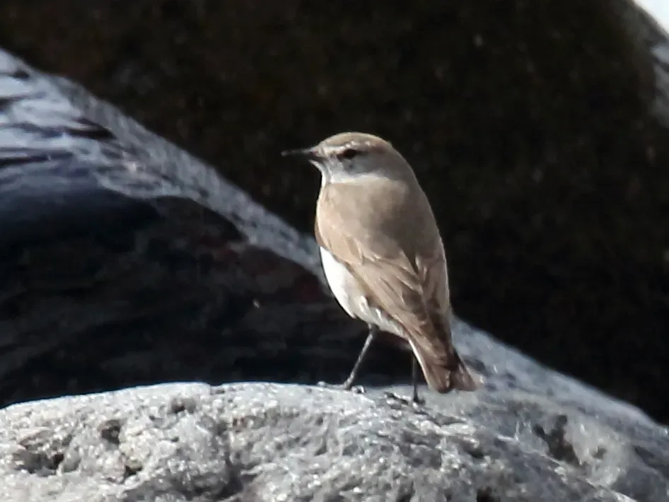 File:White-browed Ground-Tyrant (Muscisaxicola albilora) (15774926697) (cropped).jpg