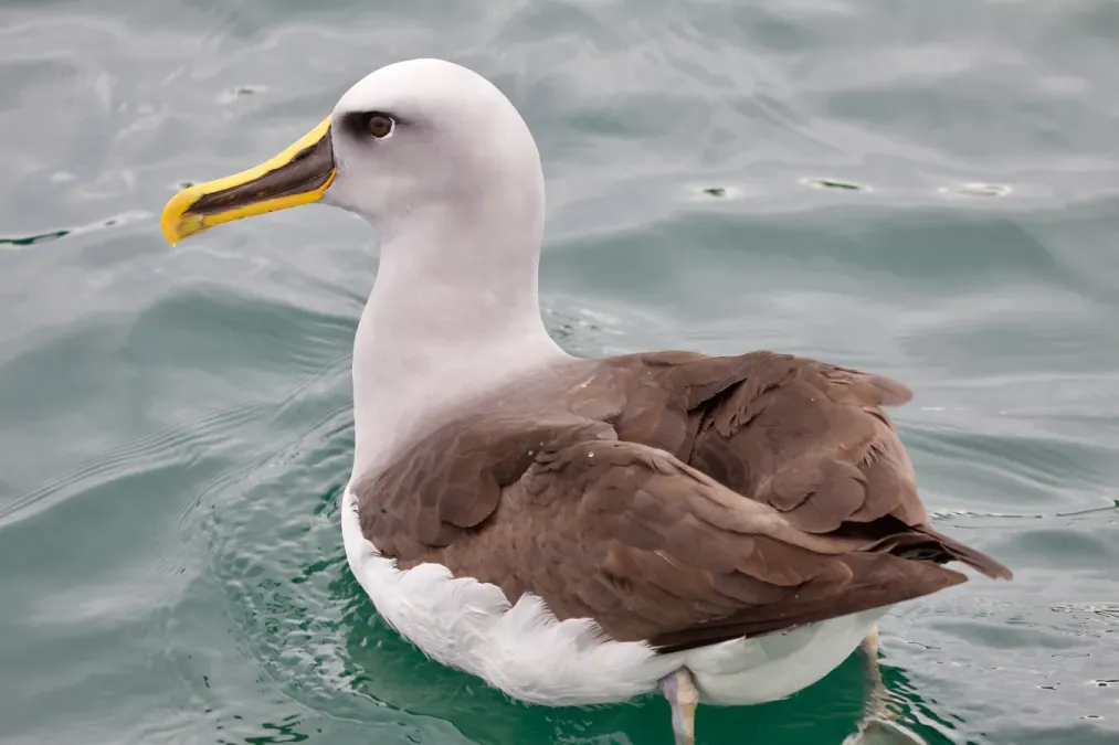 File:Thalassarche bulleri1.jpg