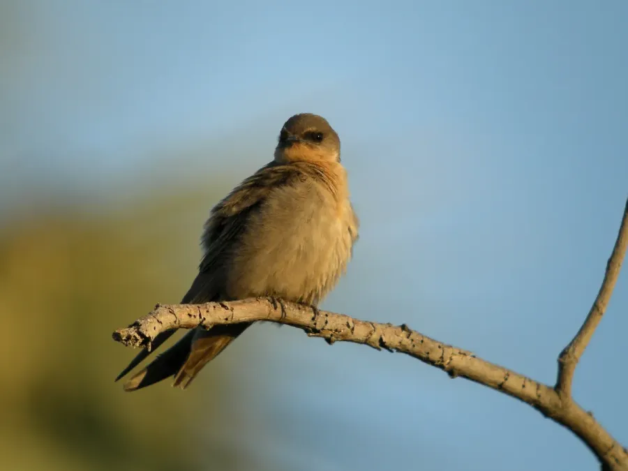 File:Ptyonoprogne fuligula (Rock Martin), Palmwag Concession, Namibia (4544067228).jpg