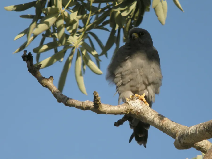 File:Sooty Falcon (Falco concolor), Allée des Baobabs, Morondava, Madagascar (4467392416).jpg