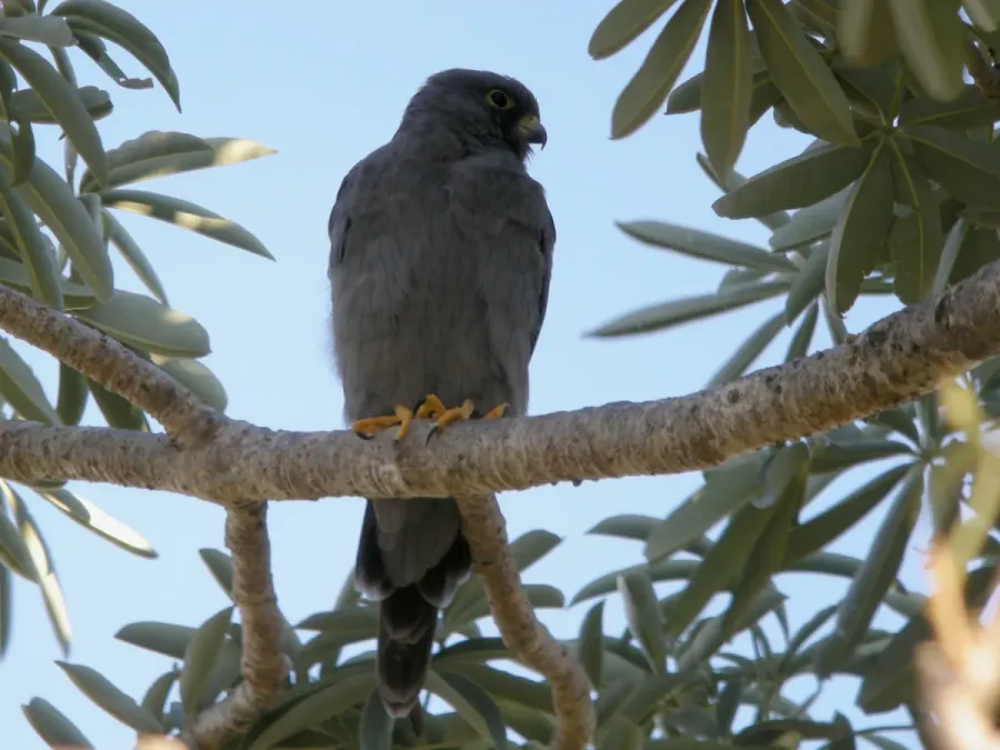 File:Sooty Falcon (Falco concolor), Allée des Baobabs, Morondava, Madagascar (4466617531).jpg