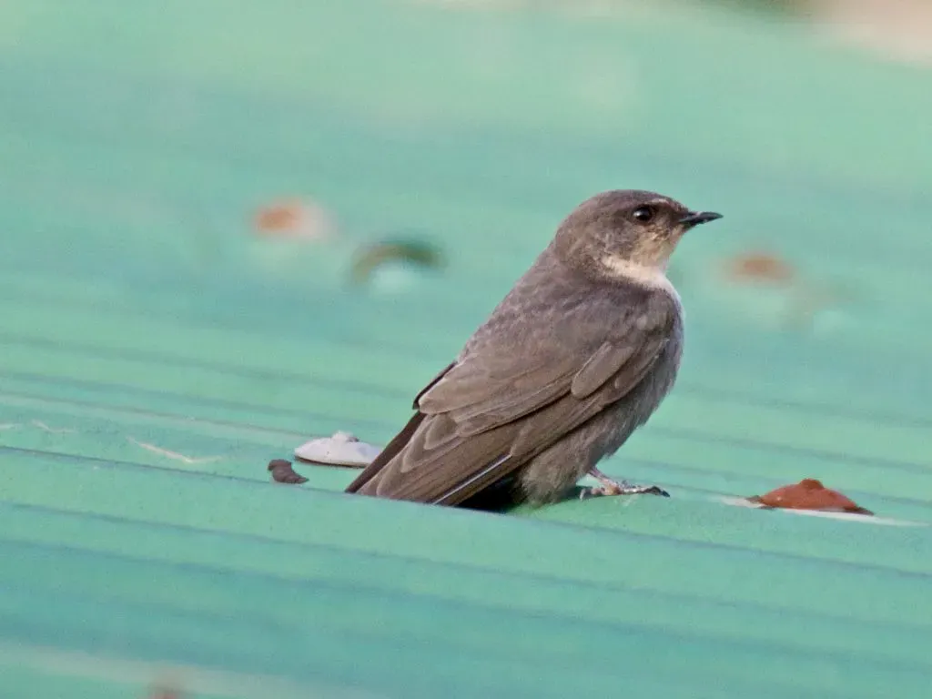 File:Ptyonoprogne fuligula fusciventris, Tarangire NP, Tanzania 1.jpg