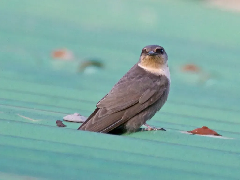 File:Ptyonoprogne fuligula fusciventris, Tarangire NP, Tanzania 2.jpg