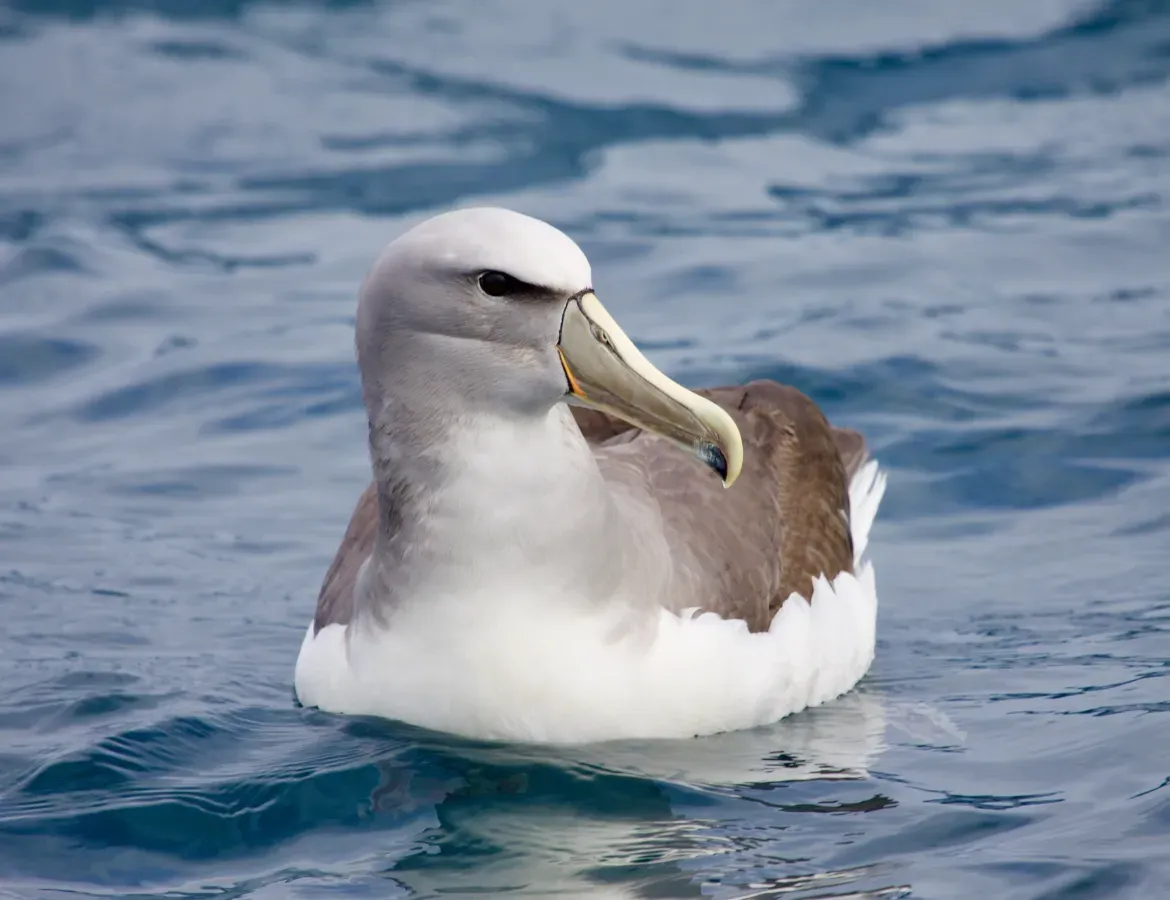 File:Thalassarche salvini.jpg