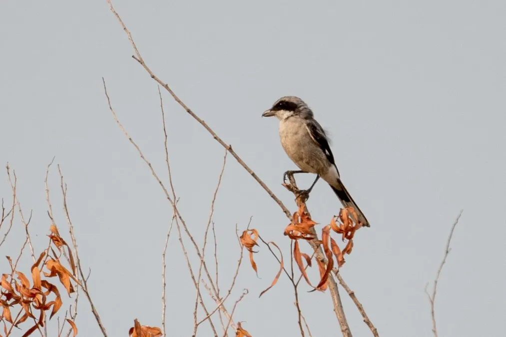 File:Lanius ludovicianus 151076160.jpg