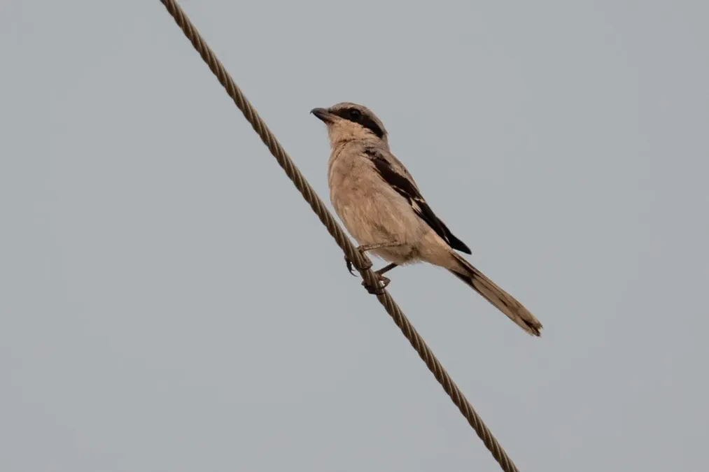 File:Lanius ludovicianus 149326062.jpg