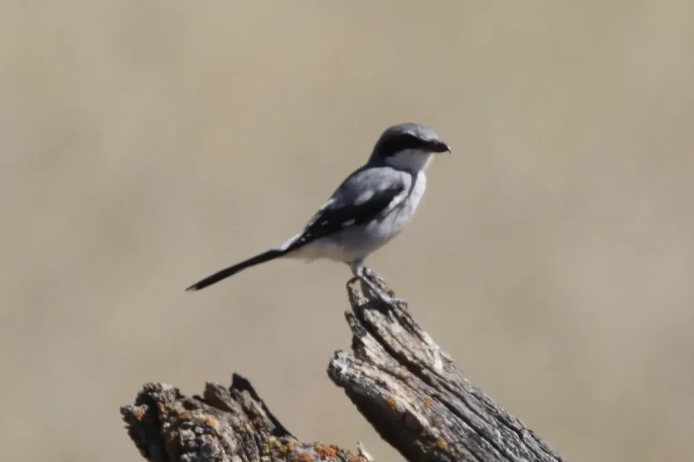 File:Lanius ludovicianus 155040838.jpg