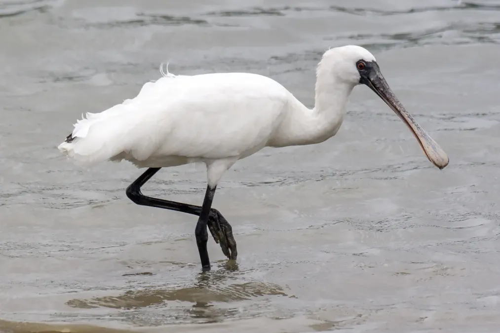 File:Platalea minor okinawa.jpg