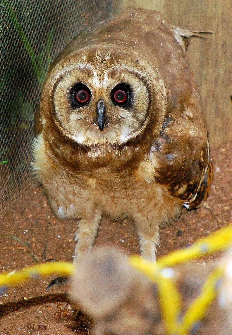File:Marsh owl (Asio capensis).jpg