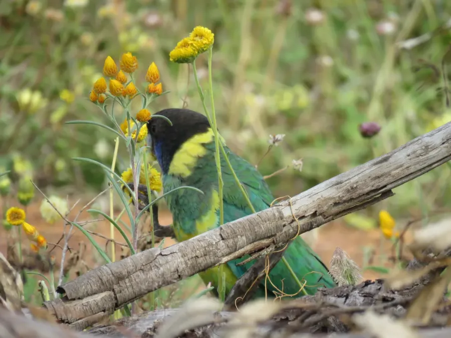 File:Port Lincoln parrot (Barnardius zonarius zonarius) at Coalseam Conservation Park, September 2021 03.jpg