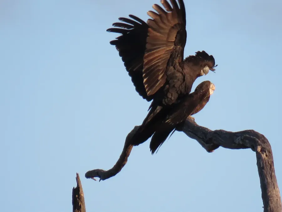 File:Red-tailed black cockatoos (Calyptorhynchus banksii) at Coalseam Conservation Park, September 2021 02.jpg
