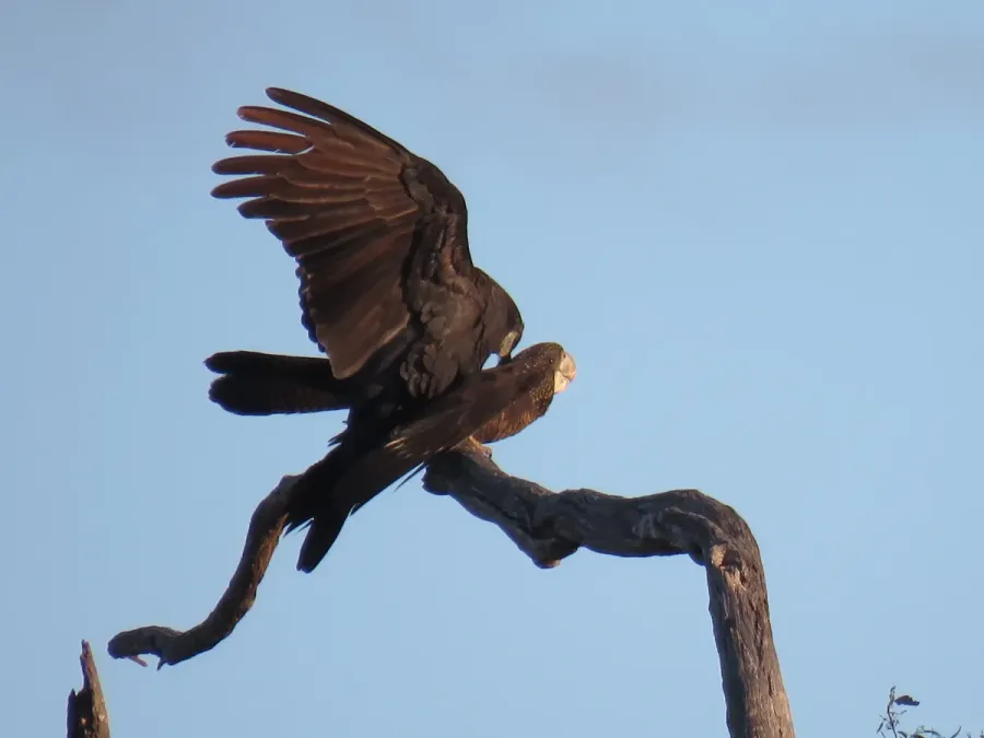 File:Red-tailed black cockatoos (Calyptorhynchus banksii) at Coalseam Conservation Park, September 2021 03.jpg