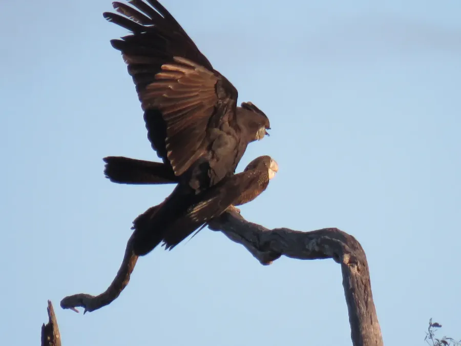 File:Red-tailed black cockatoos (Calyptorhynchus banksii) at Coalseam Conservation Park, September 2021 04.jpg