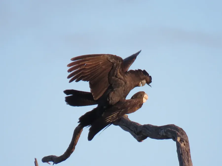 File:Red-tailed black cockatoos (Calyptorhynchus banksii) at Coalseam Conservation Park, September 2021 06.jpg