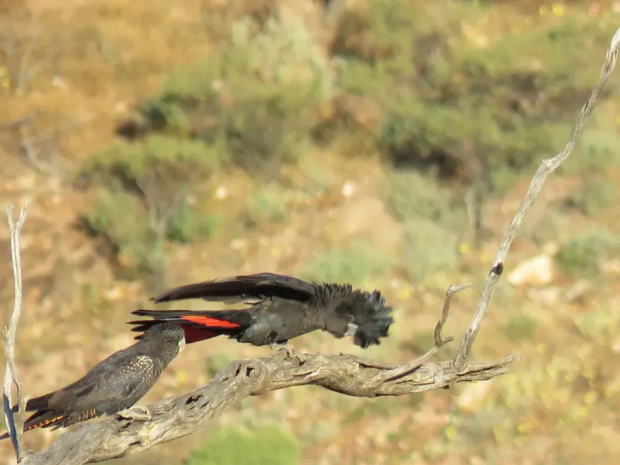 File:Red-tailed black cockatoos (Calyptorhynchus banksii) at Coalseam Conservation Park, September 2021 31.jpg