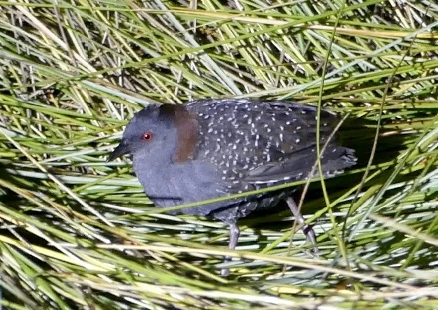 File:Laterallus jamaicensis 56086488.jpg
