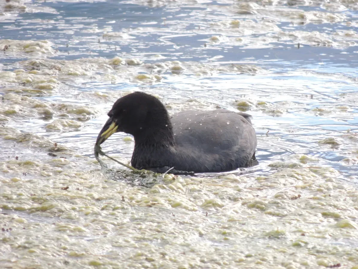 File:Fulica cornuta 32959922.jpg