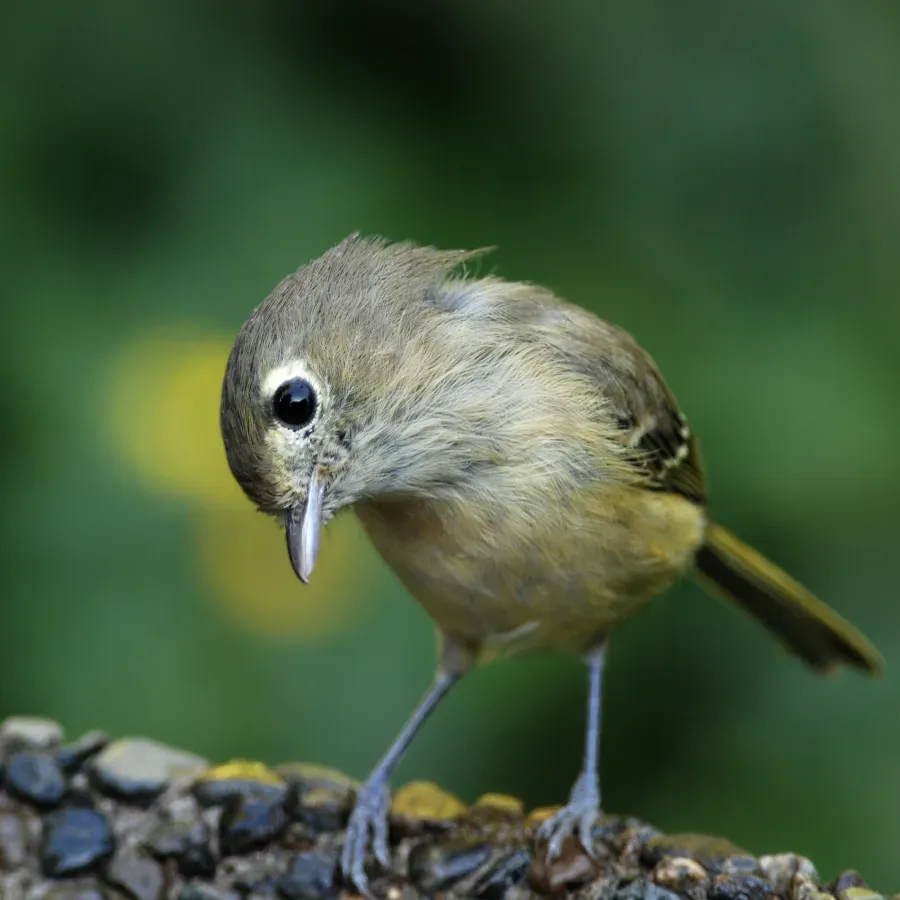 File:Vireo huttoni.jpg