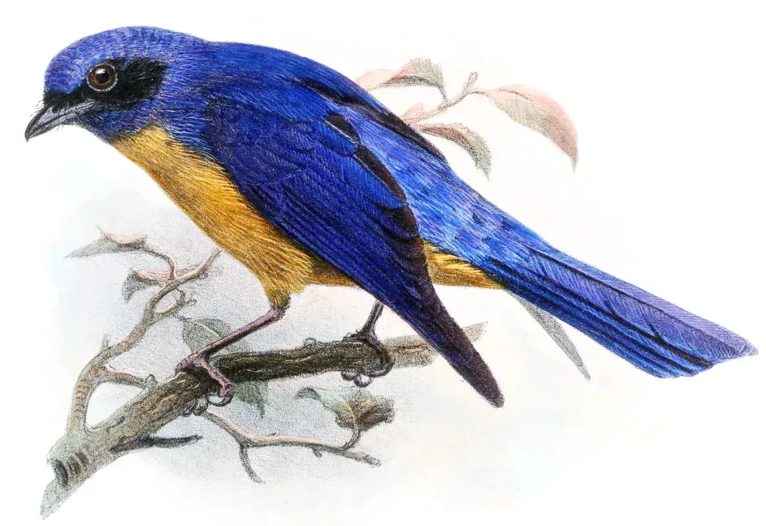 File:Niltava vividaIbis1866P011A.jpg