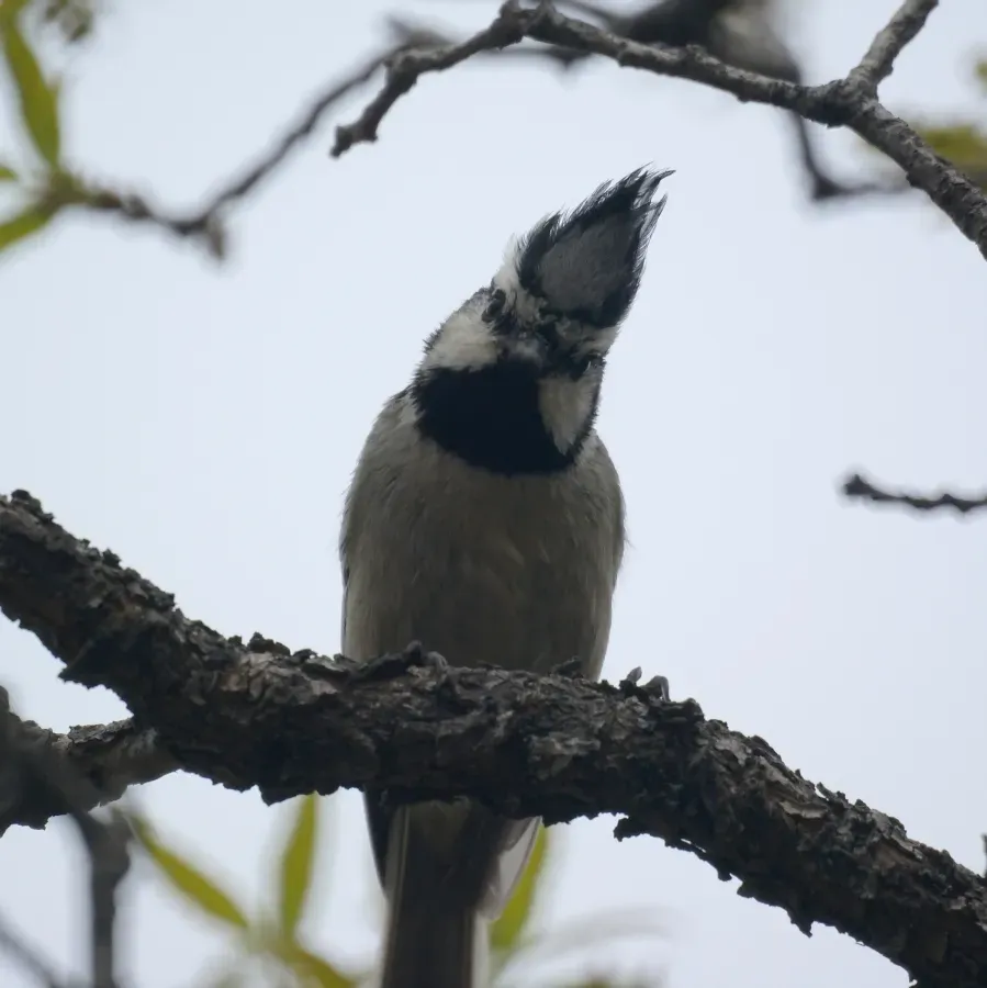 File:Baeolophus wollweberi Tucson AZ.jpg