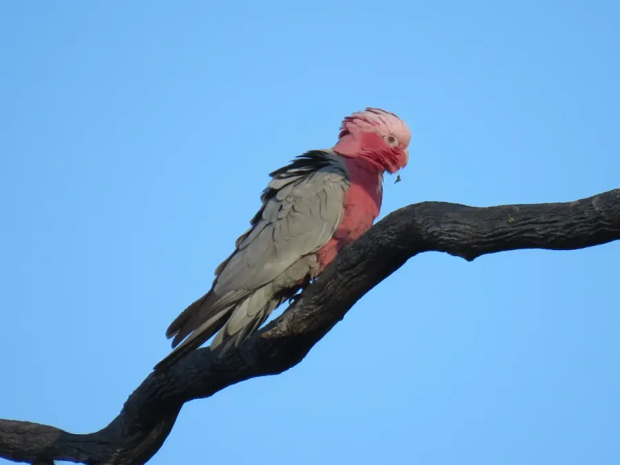 File:Galah (Eolophus roseicapilla) at Coalseam Conservation Park, September 2021 02.jpg