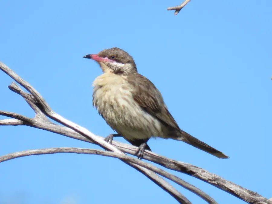 File:Spiny-cheeked honeyeater (Acanthagenys rufogularis) at Coalseam Conservation Park, September 2021 05.jpg