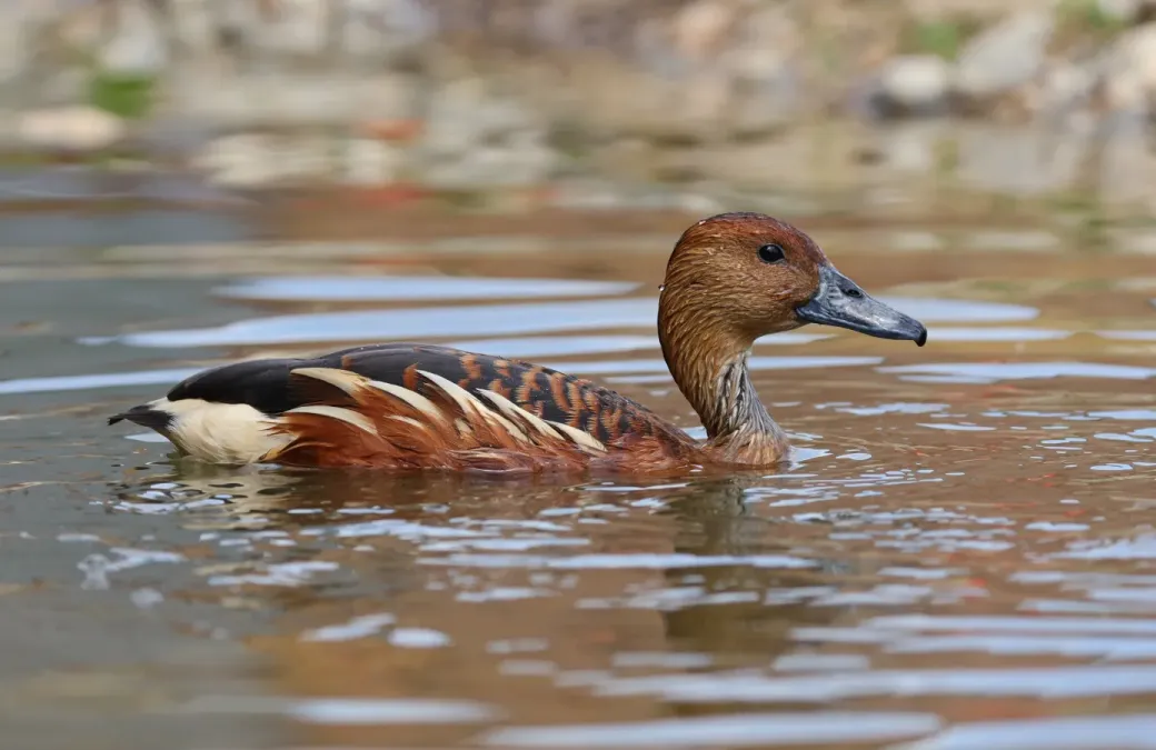 File:Dendrocygne fauve (Dendrocygna bicolor).jpg