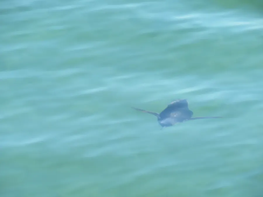 File:Little penguin (Eudyptula minor) at Kwinana Beach, September 2021 21.jpg