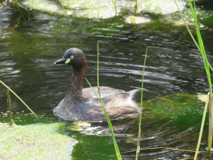File:Australasian grebe (Tachybaptus novaehollandiae) at Rockingham, September 2021 04.jpg