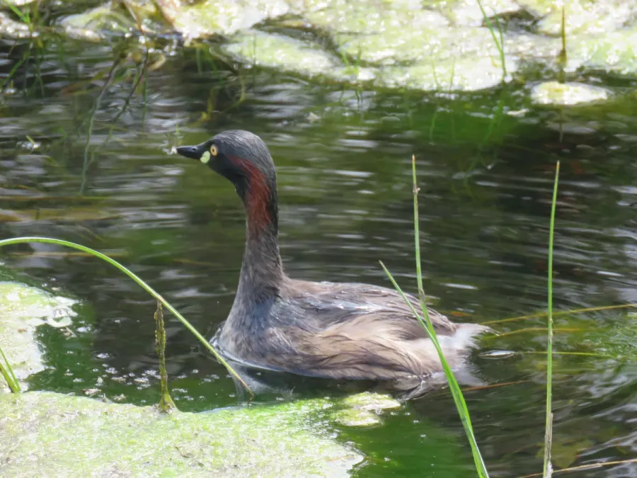 File:Australasian grebe (Tachybaptus novaehollandiae) at Rockingham, September 2021 05.jpg