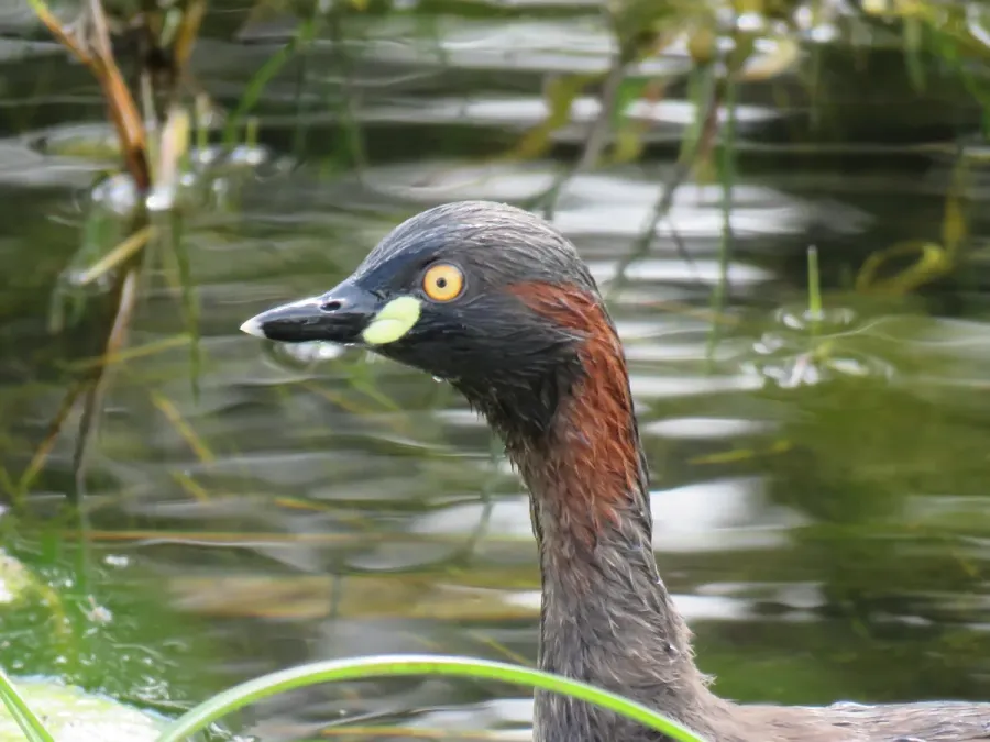 File:Australasian grebe (Tachybaptus novaehollandiae) at Rockingham, September 2021 07.jpg