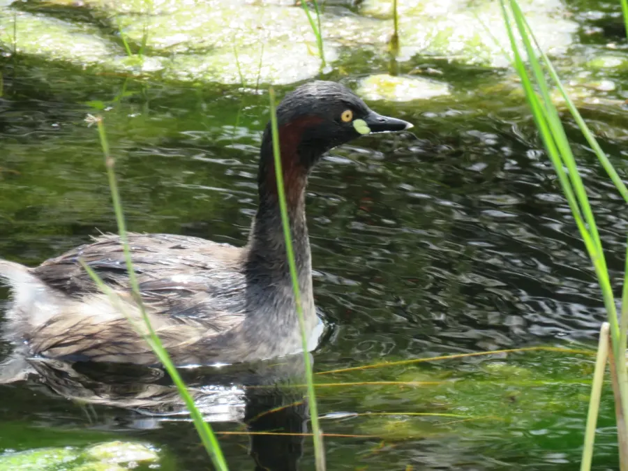 File:Australasian grebe (Tachybaptus novaehollandiae) at Rockingham, September 2021 08.jpg