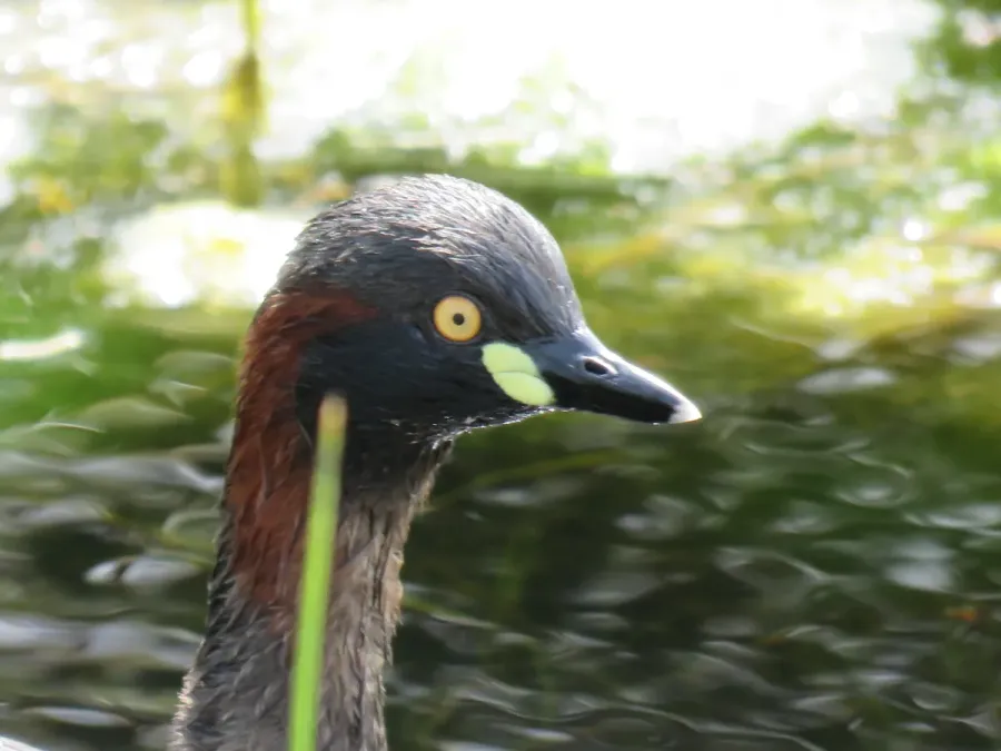 File:Australasian grebe (Tachybaptus novaehollandiae) at Rockingham, September 2021 10.jpg