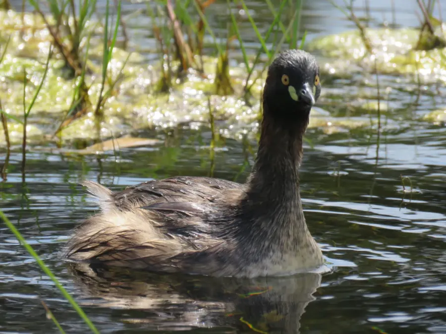 File:Australasian grebe (Tachybaptus novaehollandiae) at Rockingham, September 2021 12.jpg