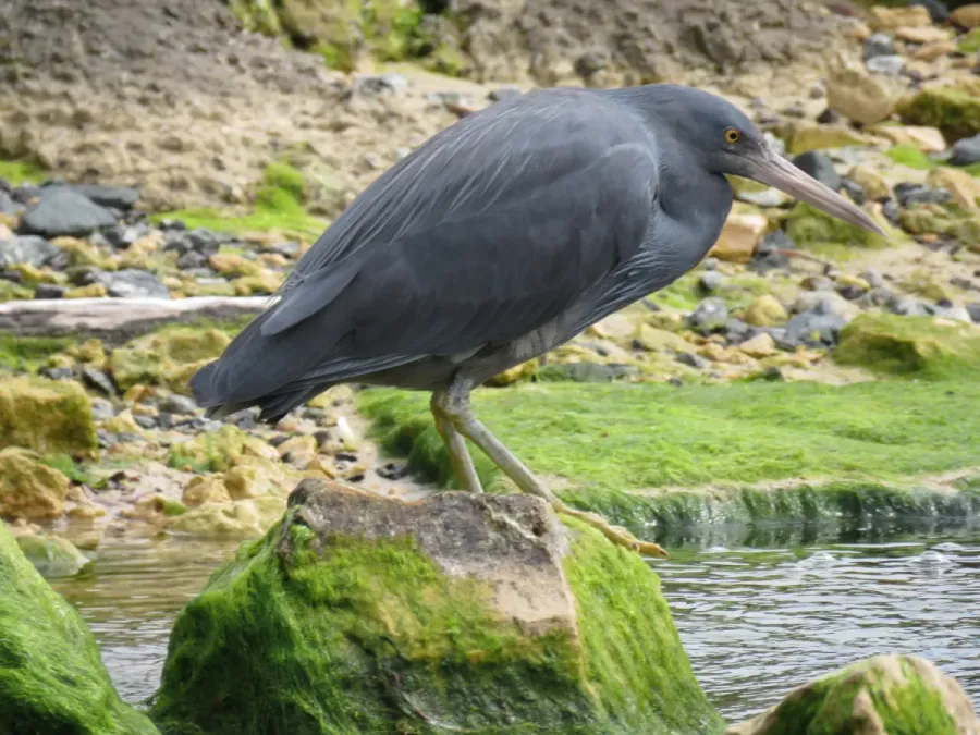 File:Pacific reef heron (Egretta sacra) at Rockingham Beach, September 2021 01.jpg