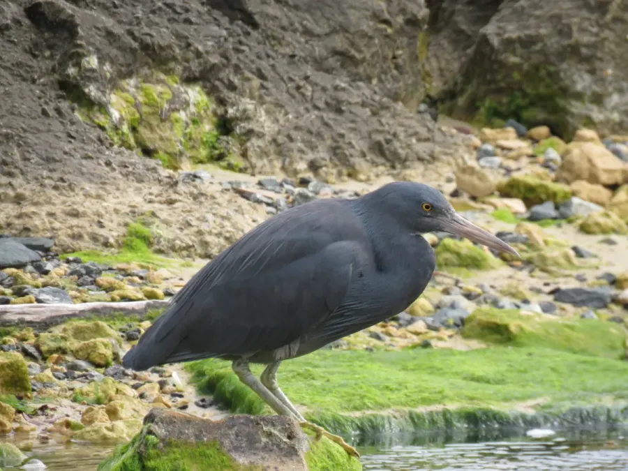 File:Pacific reef heron (Egretta sacra) at Rockingham Beach, September 2021 03.jpg
