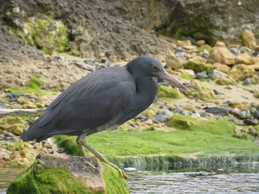 File:Pacific reef heron (Egretta sacra) at Rockingham Beach, September 2021 02.jpg