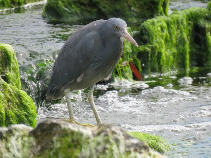 File:Pacific reef heron (Egretta sacra) at Rockingham Beach, September 2021 04.jpg