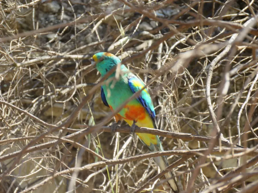 File:Mulga parrot (Psephotellus varius) at Caron Dam, September 2021 02.jpg