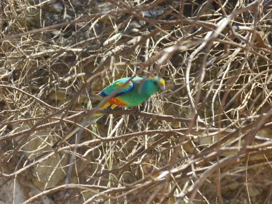 File:Mulga parrot (Psephotellus varius) at Caron Dam, September 2021 01.jpg
