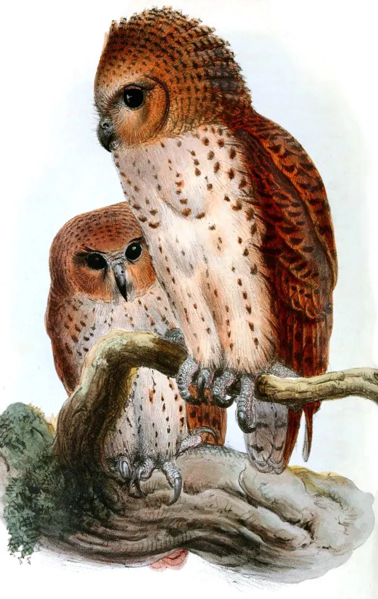 File:Scotopelia peliIbisV001P015AA.jpg