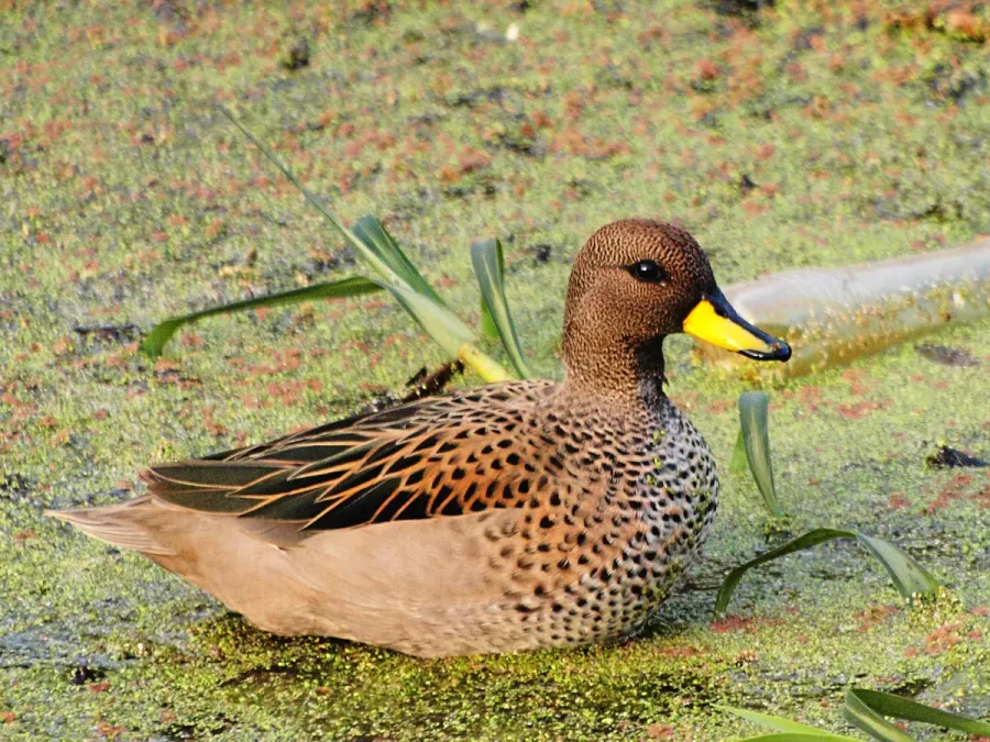 File:Anas flavirostris - Pineyro, Buenos Aires, Argentina-8.jpg