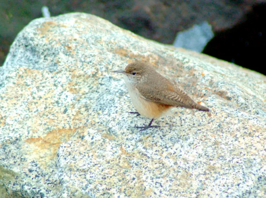 File:Salpinctes obsoletus Vancouver 1.jpg