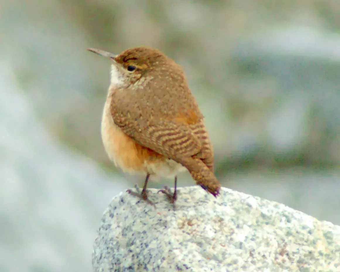 File:Salpinctes obsoletus Vancouver 2.jpg